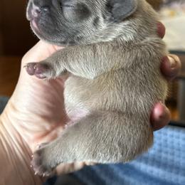 Blue Fawn Boy - Fawn male French Bulldog puppy in Gulf Breeze, Florida from SW Frenchies