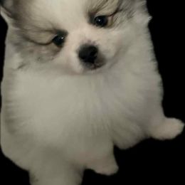 Pomeranian Puppies from ARC Kennels