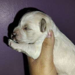 Ganon - Wheaten male Miniature Schnauzer puppy in Florida from Central Florida Schnauzers