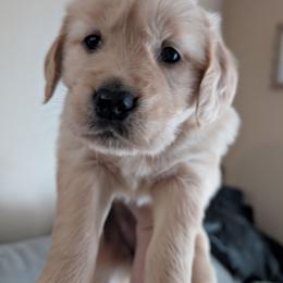 Yellow - Light golden female Golden Retriever puppy in Madison, Ohio from Heckmans English Cream Golden Retrievers