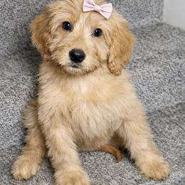 UCLA - Red  female Goldendoodle puppy in Humble, Texas from Simply Dane Doodles