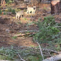 Girl 2 - Placed - Fawn female Kangal puppy in Anderson, California from VSH Kangal Dogs