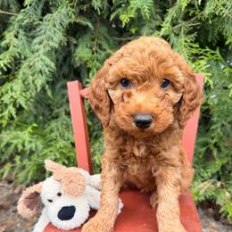 Quincy - Red  male Goldendoodle puppy in Buckley, Washington from Homestead Doodles