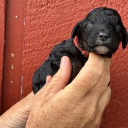 Hersey - Black female Poodle puppy in St. Johnsbury, Vermont from Poodles of the Northern Woods