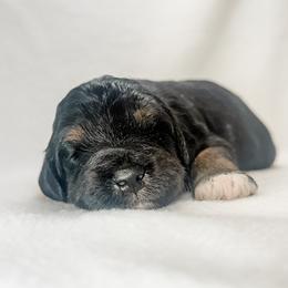 Jack - male Australian Mountain Doodle puppy in Sharpsburg, Georgia from Steindoodles