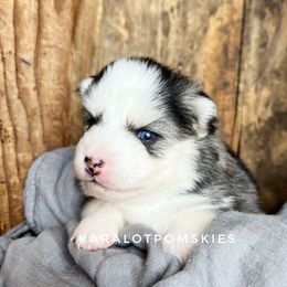 Monica - Pomsky puppy in Grass Valley, California from Karalot Pomskies