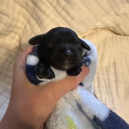 Grey collar - Black male Cocker Spaniel puppy in Cincinnati, Ohio from Abundance of Joy LLC Cocker Spaniels