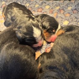 Female 2 - Black rust and white female Bernese Mountain Dog puppy in Harrisburg, North Carolina from Bunn Ranch Goldens & Bernese
