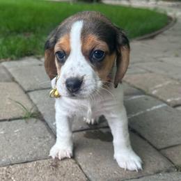 Moon - Black white and tan female Beagle puppy in Sacramento, California from Alton Beagles