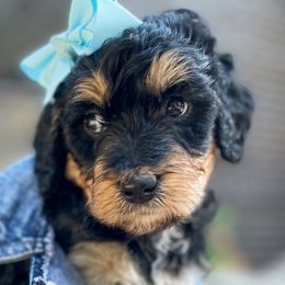 Captain Marvel - Bernedoodle puppy in Washougal, Washington from Sandy Creek Bernedoodles