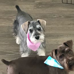 Grace - Miniature Schnauzer