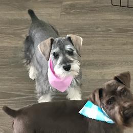 Grace - Miniature Schnauzer