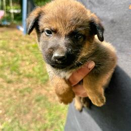 Rani - Sable female Working Dog Cross puppy in Sheridan, Arkansas from Dark Sky Kennels