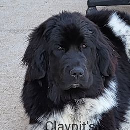 Willa - Newfoundland