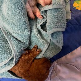 Poodle Puppies from Alpenglow Poodles
