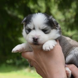 Rose - Black and white female Pomsky puppy in Coos Bay, Oregon from Precious Pomskies