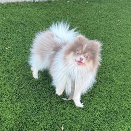 Saint - Lavender male Pomeranian puppy in Menifee, California from Petite Poms Of CA