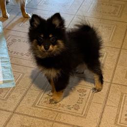 Rhapsody - Black and tan female Pomeranian puppy in Mc Allen, Texas from House of Symphony