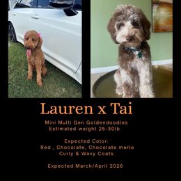UPCOMING LITTER: READ DESCRIPTION - Red  female Goldendoodle puppy in Fort Myers, Florida from Gandy’s Tails of Joy