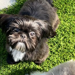 Roxie - Shih Tzu
