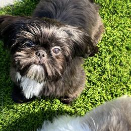 Roxie - Shih Tzu