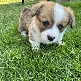 Pembroke Welsh Corgi Puppies from Fern Canyon Corgis