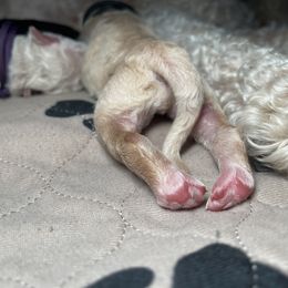 Goldendoodle Puppies from Fluff Puff Doodles