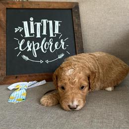 Anchor - Red  male Goldendoodle puppy in Camden, North Carolina from Oopsie Doodles of NC
