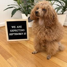 Poodle puppies from Paige & Adele Poodles