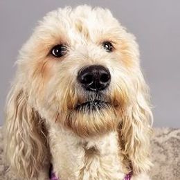 Layla - Goldendoodle