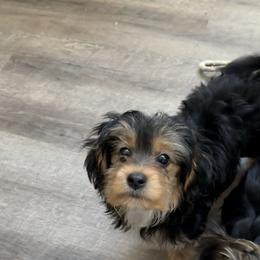 Morkie Puppies from Georgias Finest Puppies