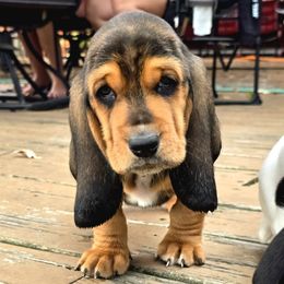 Blair - Black tan and white female Basset Hound puppy in West Chester, Ohio from Bed-N-Bassets