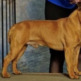 Staffordshire Bull Terrier All Grown Up from Coalminer's Kennel