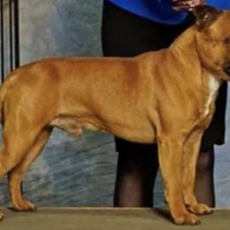 Staffordshire Bull Terrier All Grown Up from Coalminer's Kennel