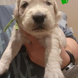Green - Light golden male Golden Retriever puppy in Lucasville, Ohio from Halo Kennels