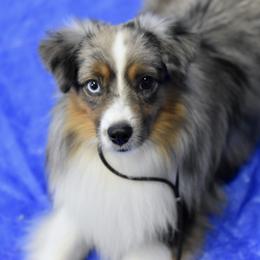 Bennett - Toy Australian Shepherd