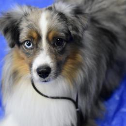 Bennett - Toy Australian Shepherd