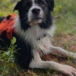 Australian Shepherd puppies from Relic