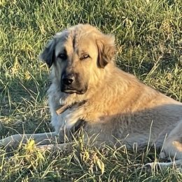 Gilligan - Anatolian Shepherd Dog