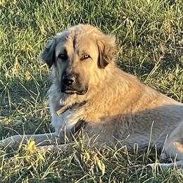 Gilligan - Anatolian Shepherd Dog