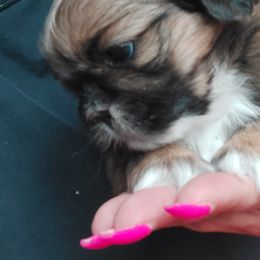 Shih Tzu Puppies from N.F.S.T Imperial ShihTzu Puppies.