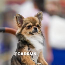 Atlas - Chihuahua