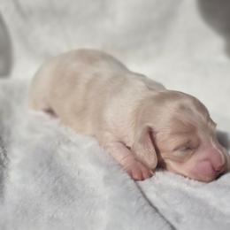 Maple - Cream female Dachshund puppy in Mcminnville, Tennessee from Red Barn Farms Minis