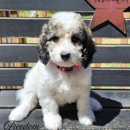 Freedom - Sable and white female Cockapoo puppy in Mancelona, Michigan from Lavender poodles & doodles