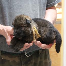 Yadahs Gold boy - Sable male German Shepherd puppy in Lake George, Colorado from High Country German Shepherds