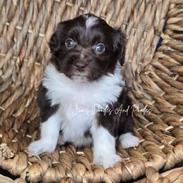 Congo - Brown and white female Aussiedoodle puppy in Cleveland, Georgia from Jam's Doodles And Poodles
