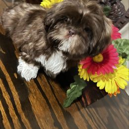 Girl 3 - Chocolate female Shih Tzu puppy in Hialeah, Florida from South East Coast Angels Shih Tzus