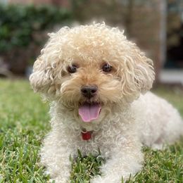 Pebs - Maltipoo
