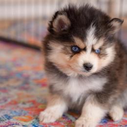 Aspen - Black and white male Pomsky puppy in Mesa, Arizona from Platinum Pomskies