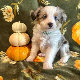 Hickory - Blue merle male Aussiedoodle puppy in York, Pennsylvania from Puppies at The Happy Acre Farm